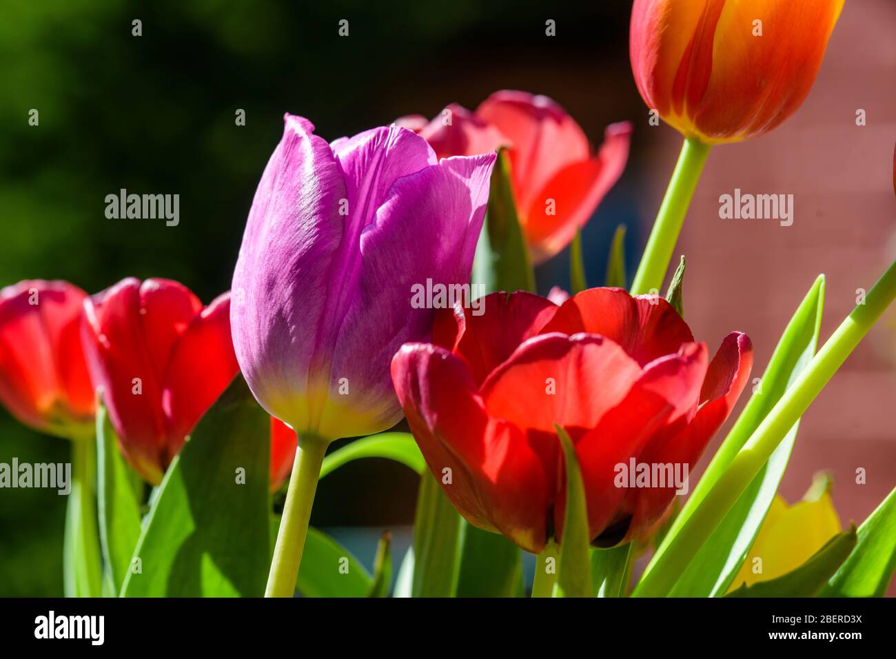 Lilliaceae hires stock photography and images Alamy