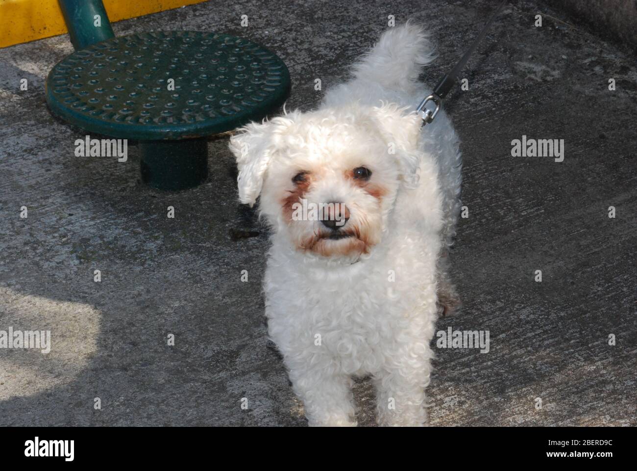 Blizzard, a Bichon Frise, going for walkies, Bantry, West Cork, Ireland. Stock Photo