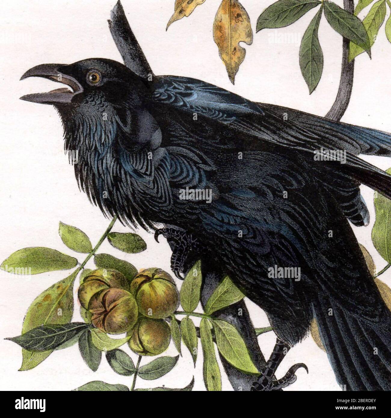 alamy