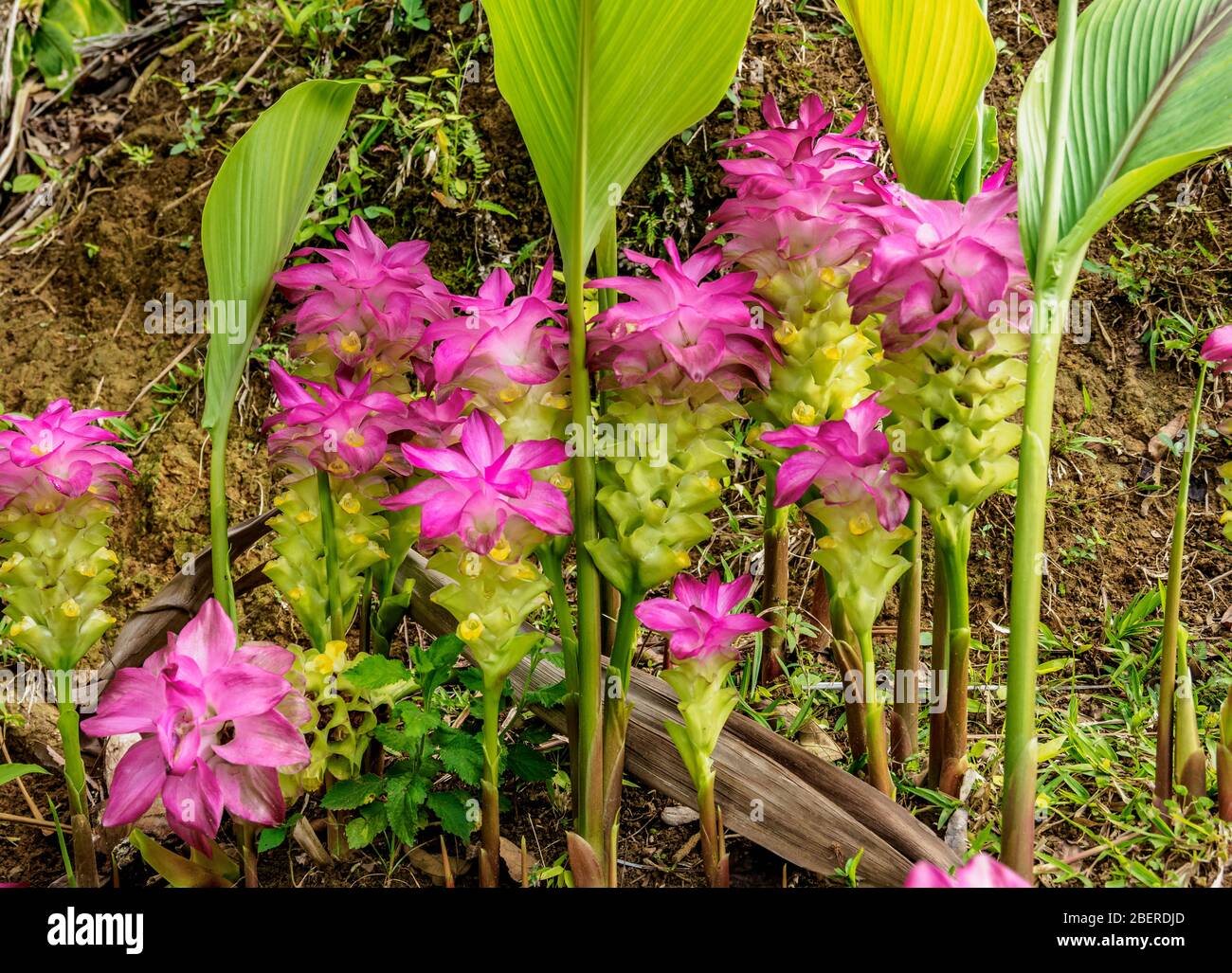 Curcuma Flowers (Curcuma alismatifolia), Sierra Maestra, Granma Province, Cuba Stock Photo