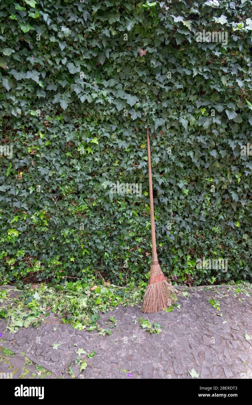Garden broom laying against a green ivy hedge; Stock Photo