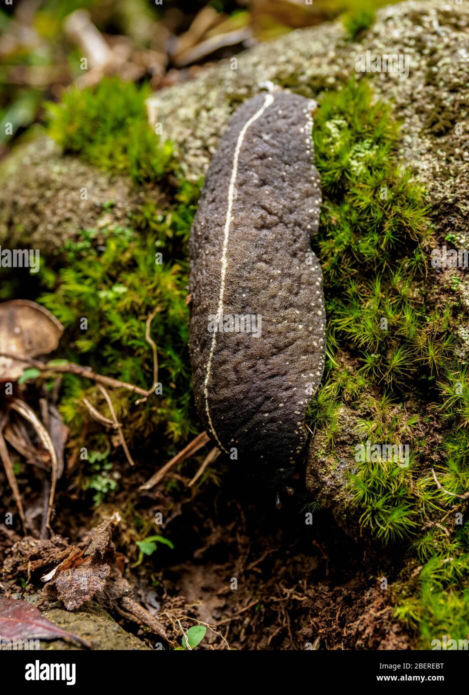 Endemic Cuban Steak Slug (Veronicella tenax), Sierra Maestra, Granma Province, Cuba Stock Photo