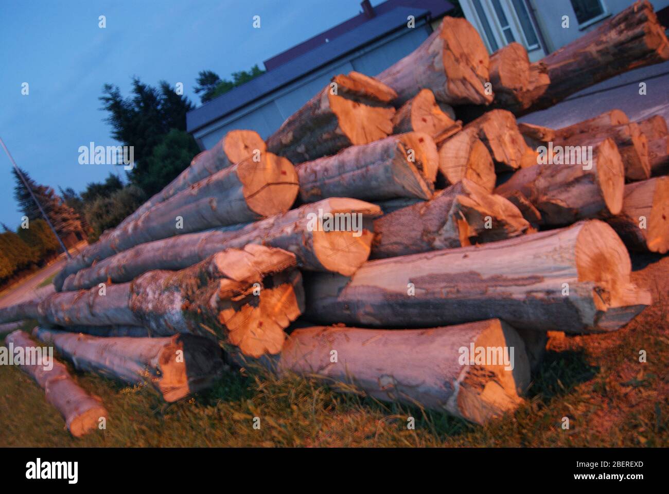 Un tas de bois coupé en Pologne Stock Photo