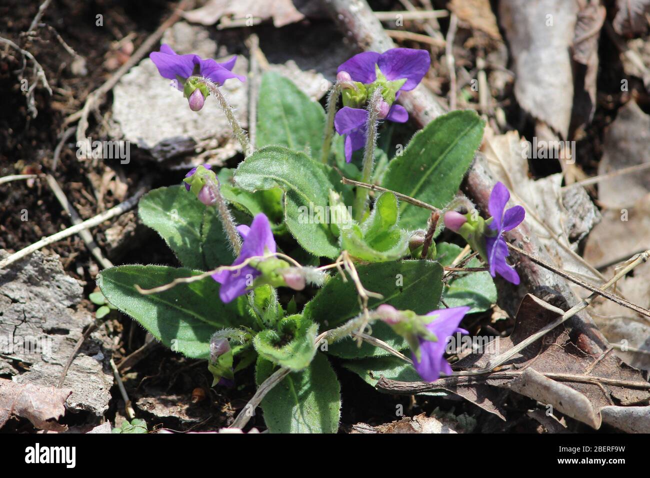 Arrowleaf violets in early spring Stock Photo