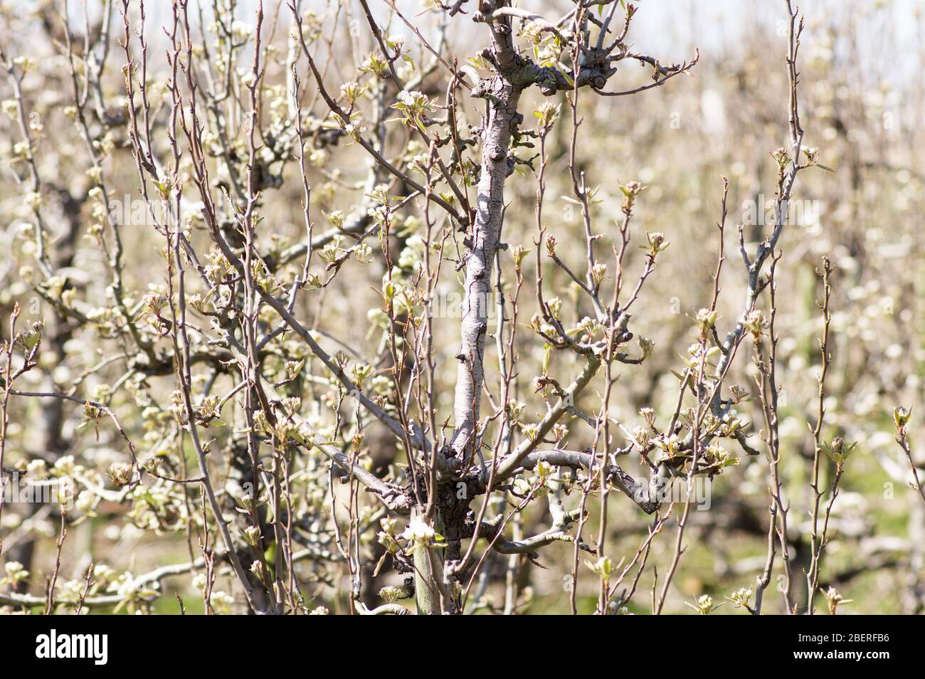 Branches Of Fruit Tree In Bloom With Blossoms Stock Photo Alamy
