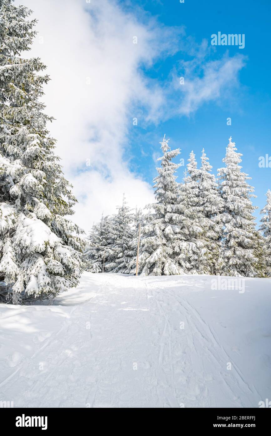 Majestic white spruces trees glowing by sunlight agains dark blue sky. Gorgeous winter scene. Location place Czech republic, Krkonose. Stock Photo