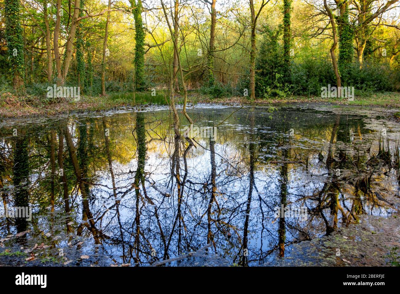 Image of pond reflecting trees hi-res stock photography and images - Alamy