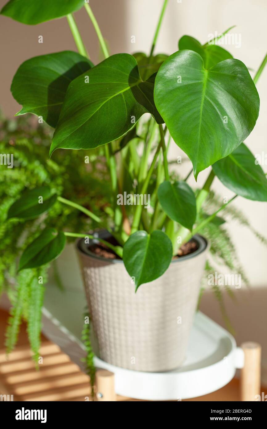 green houseplant monstera in white flowerpot Stock Photo