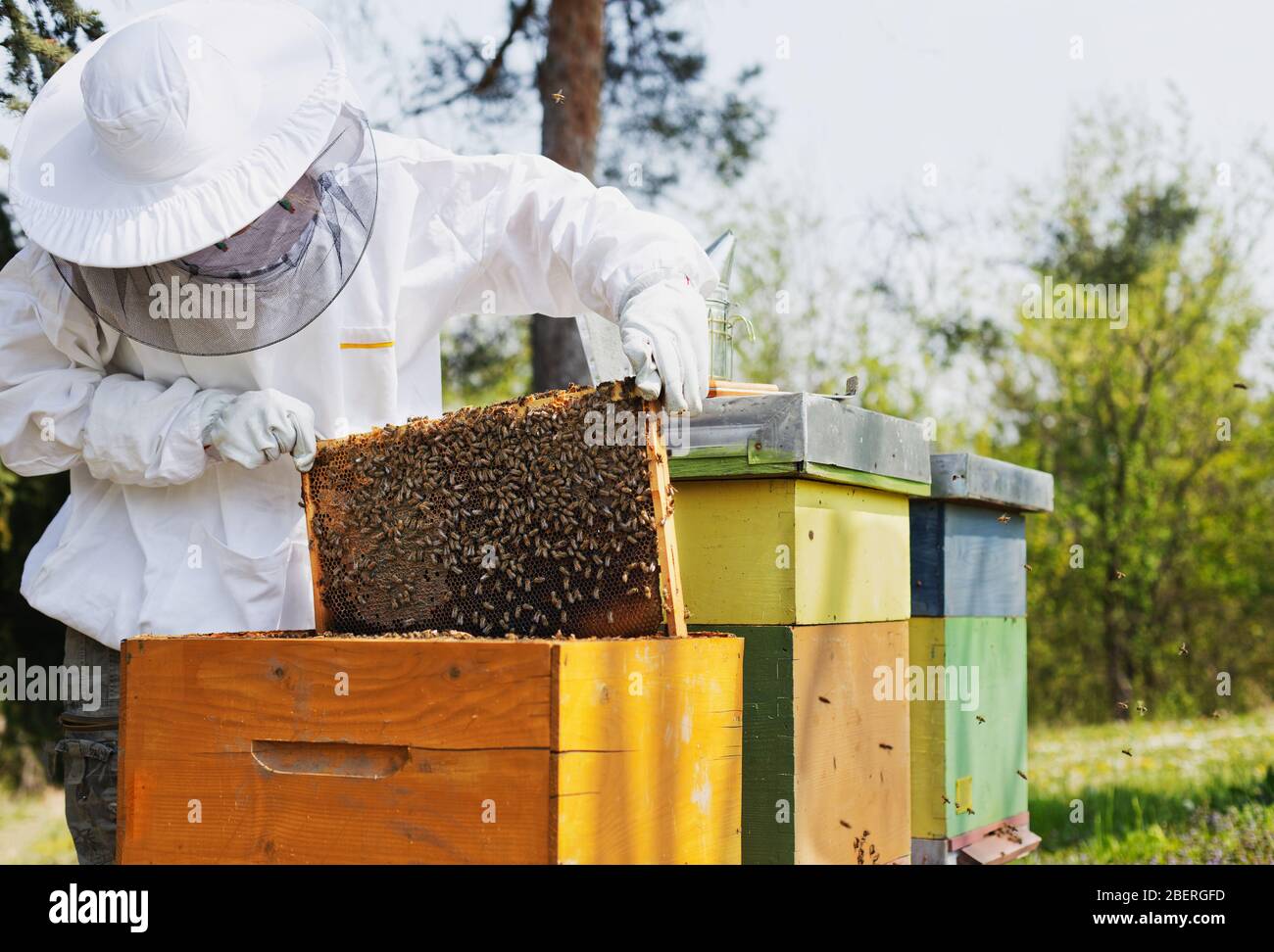 Beekeeper holding a honeycomb woman in protective workwear inspecting honeycomb frame at apiary. Stock Photo