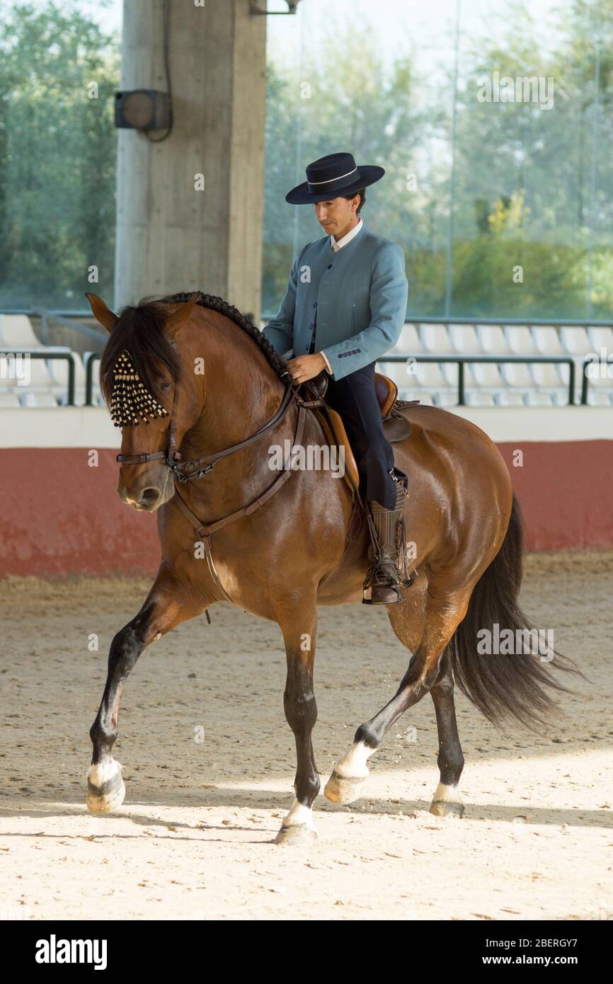 Spanish horse in a traditional competition in Yeguada la Cartuja year