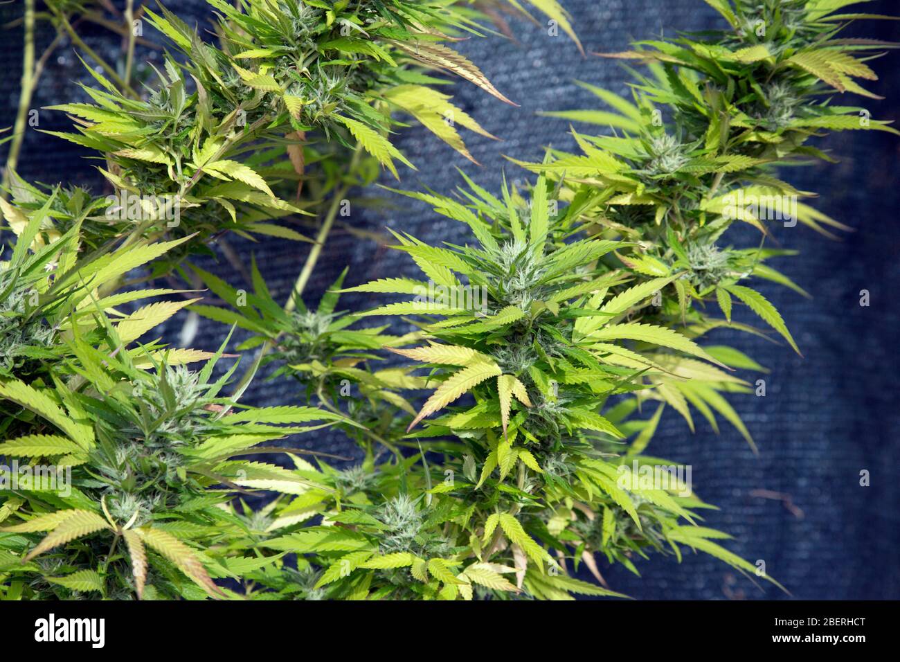 Home grown cannabis plant. Stock Photo