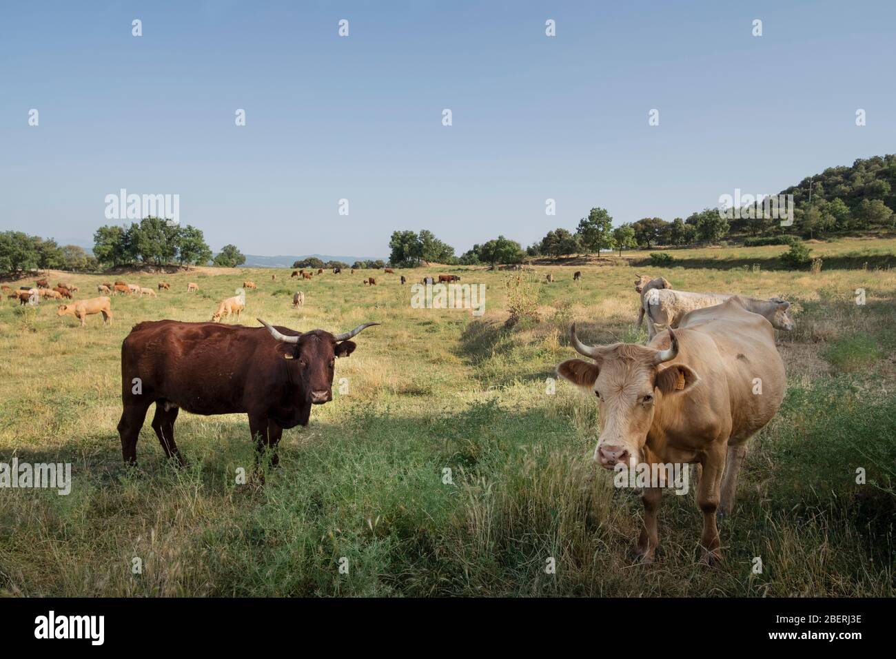 Rancher in el Lluçanès region of Catalonia (Spain, Europe) Stock Photo