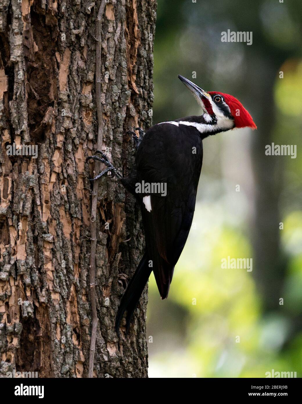 Woodpecker bird perched on a tree displaying body, plumage in its environment and surrounding in the forest with a bokeh background. Stock Photo