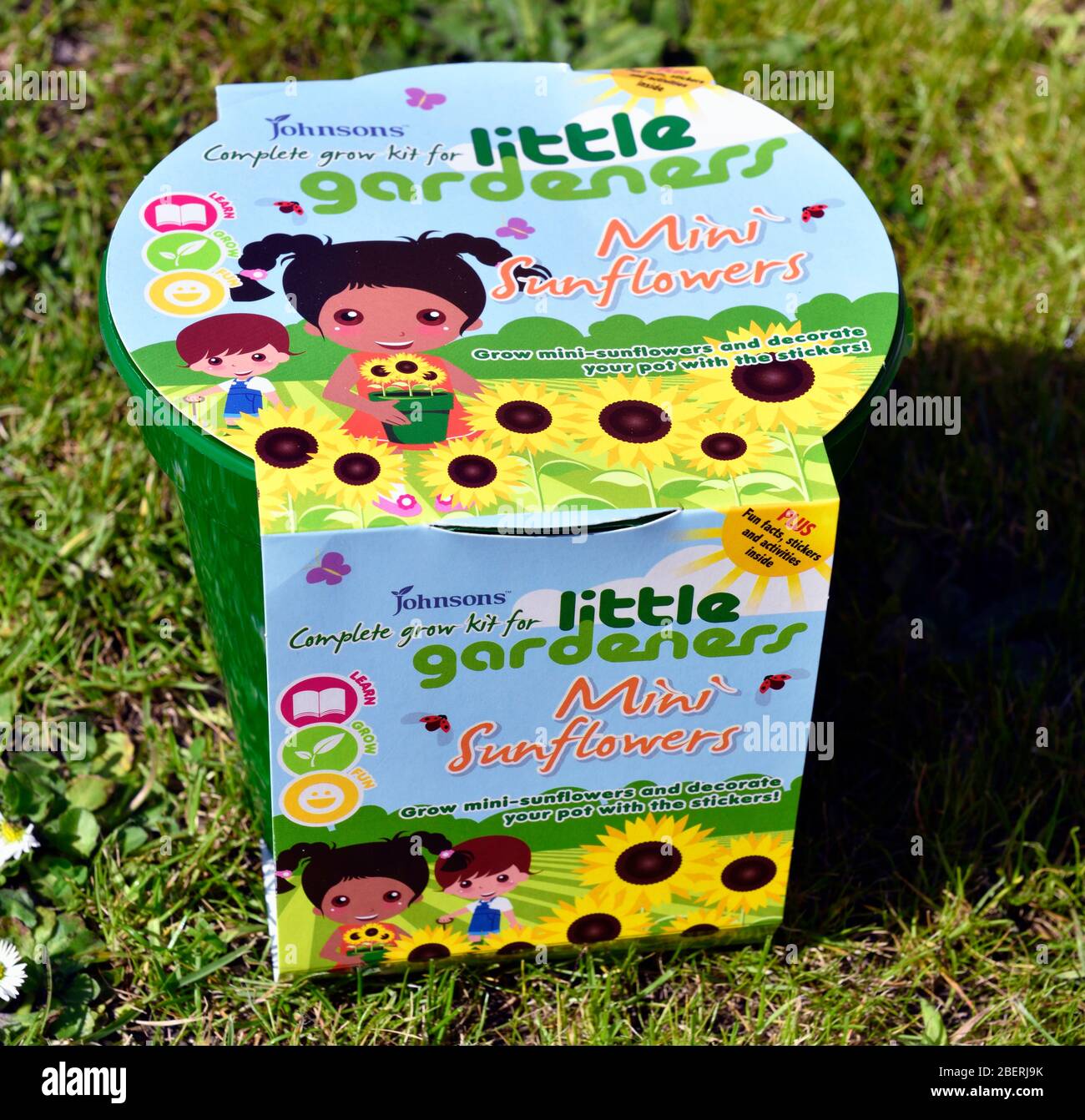 Childrens mini sunflower growing kit hires stock photography and