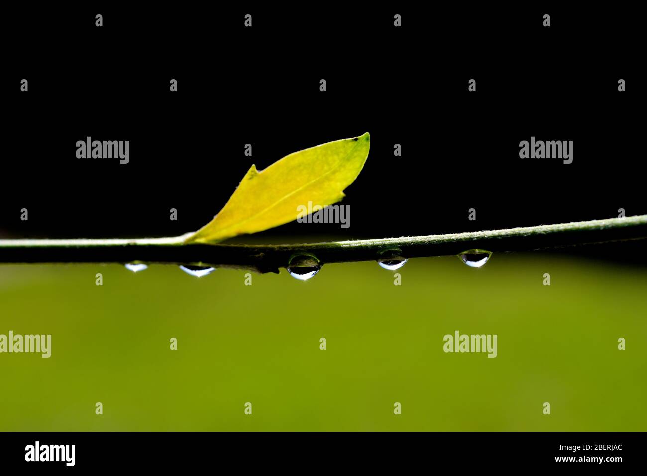 Water droplets hanging on a flower stem Stock Photo - Alamy