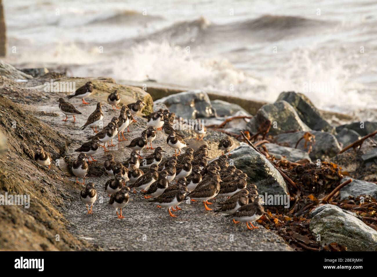 Turnstones sheltering from the waves at high tide in Marazion, Cornwall England UK Stock Photo