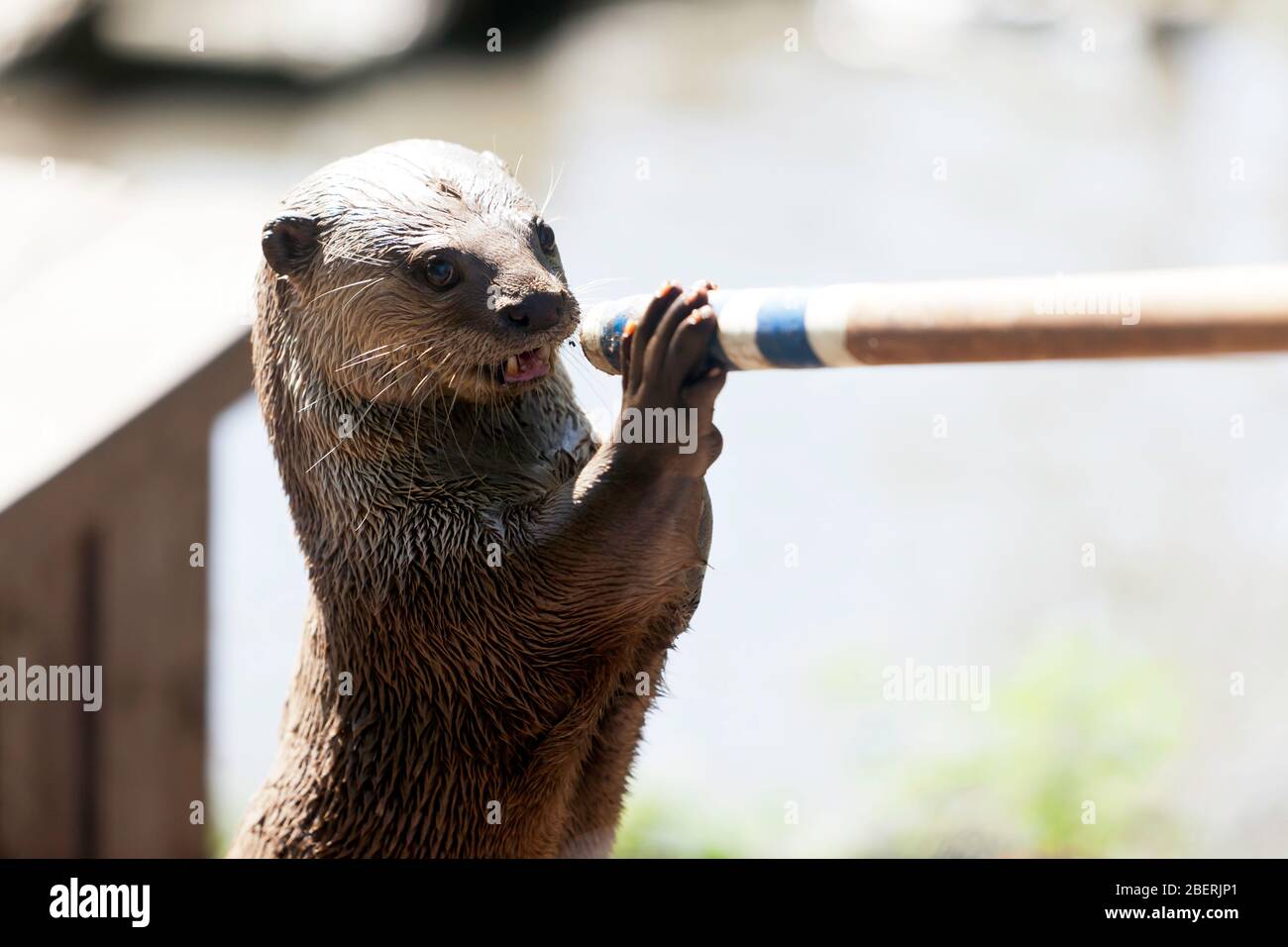 Close-up of a Smooth otter Playing, Wingham Wild Life Park,  Kent Stock Photo