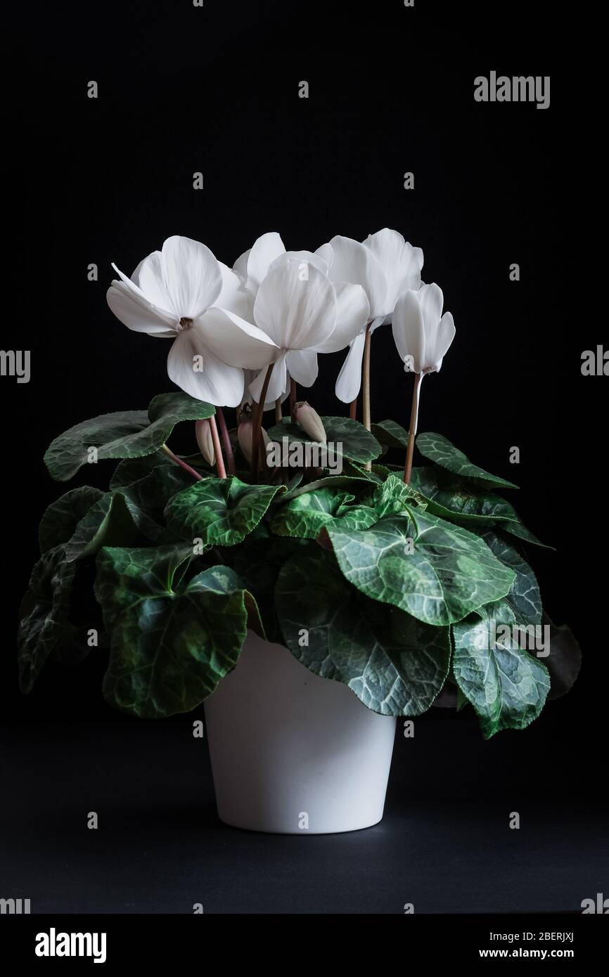 White cyclamen flower in white pot on a dark background Stock Photo