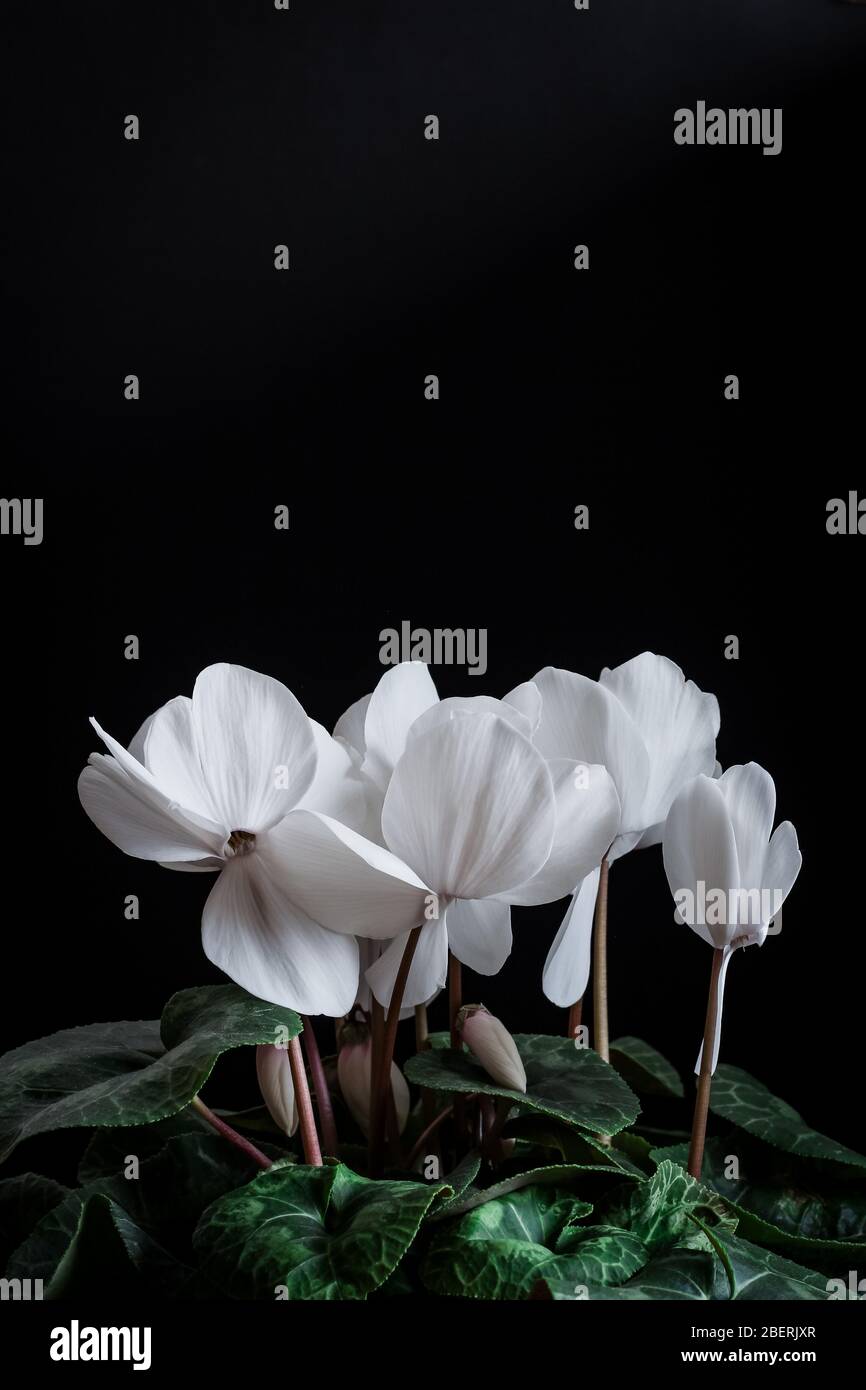 Close up of a white cyclamen blooms on a dark background with a copy space Stock Photo