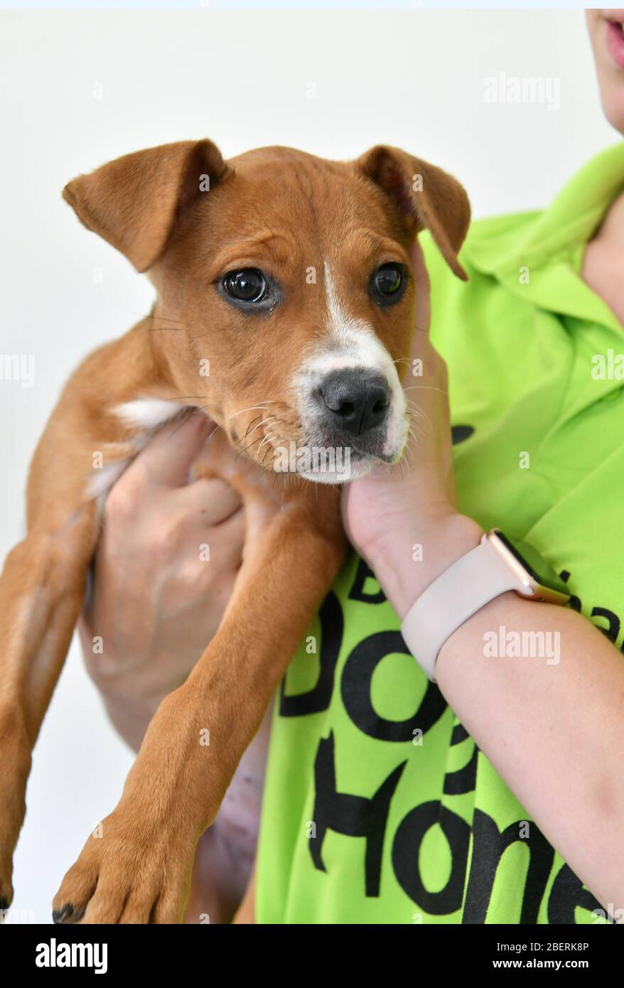 birmingham dog home