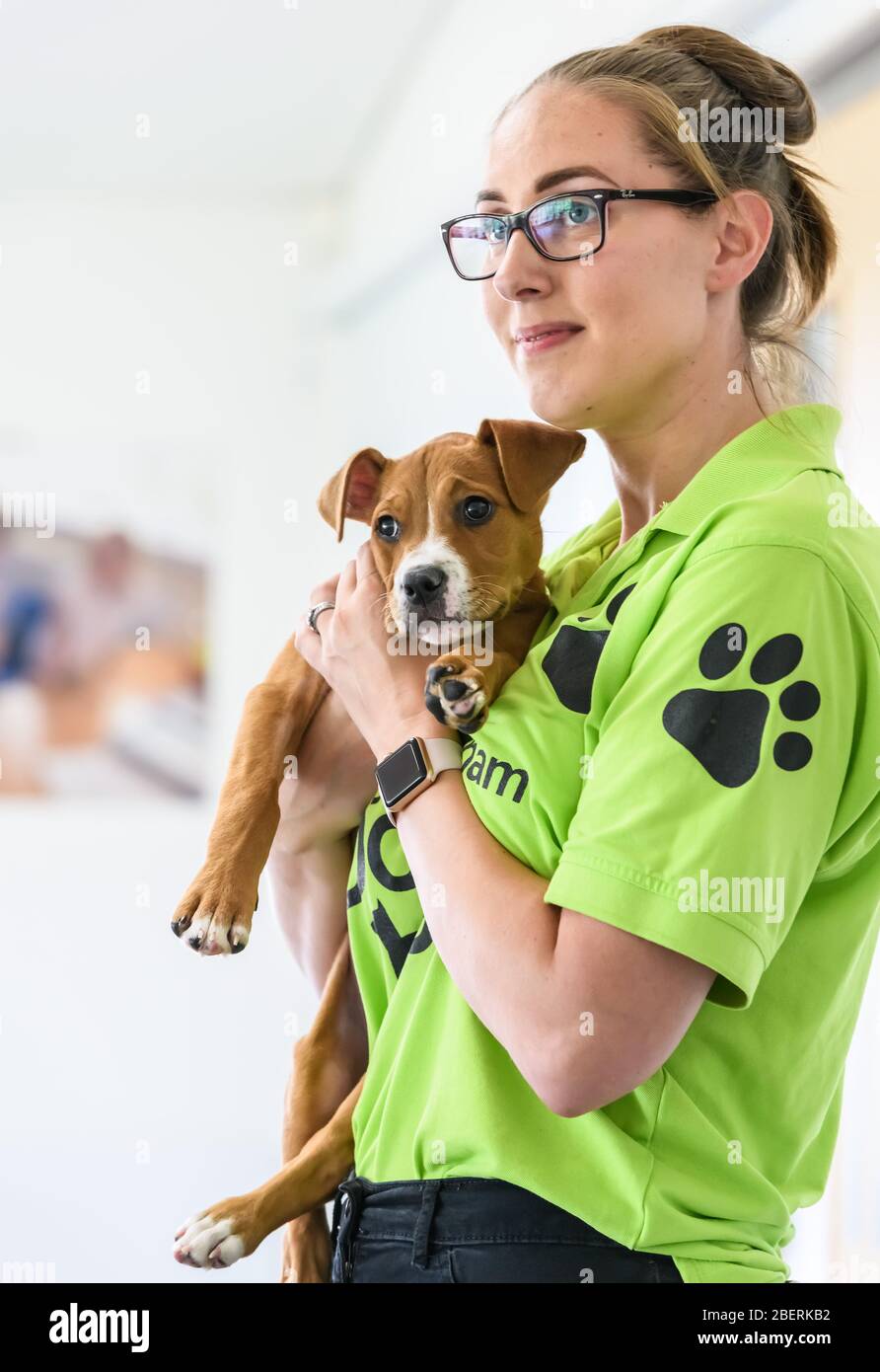 Birmingham Dogs Home. Solihull, Birmingham, England, UK Stock Photo Alamy