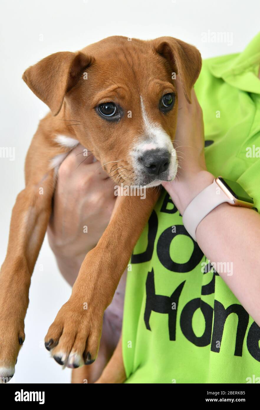 Birmingham Dogs Home Solihull Birmingham England Uk Stock Photo Alamy