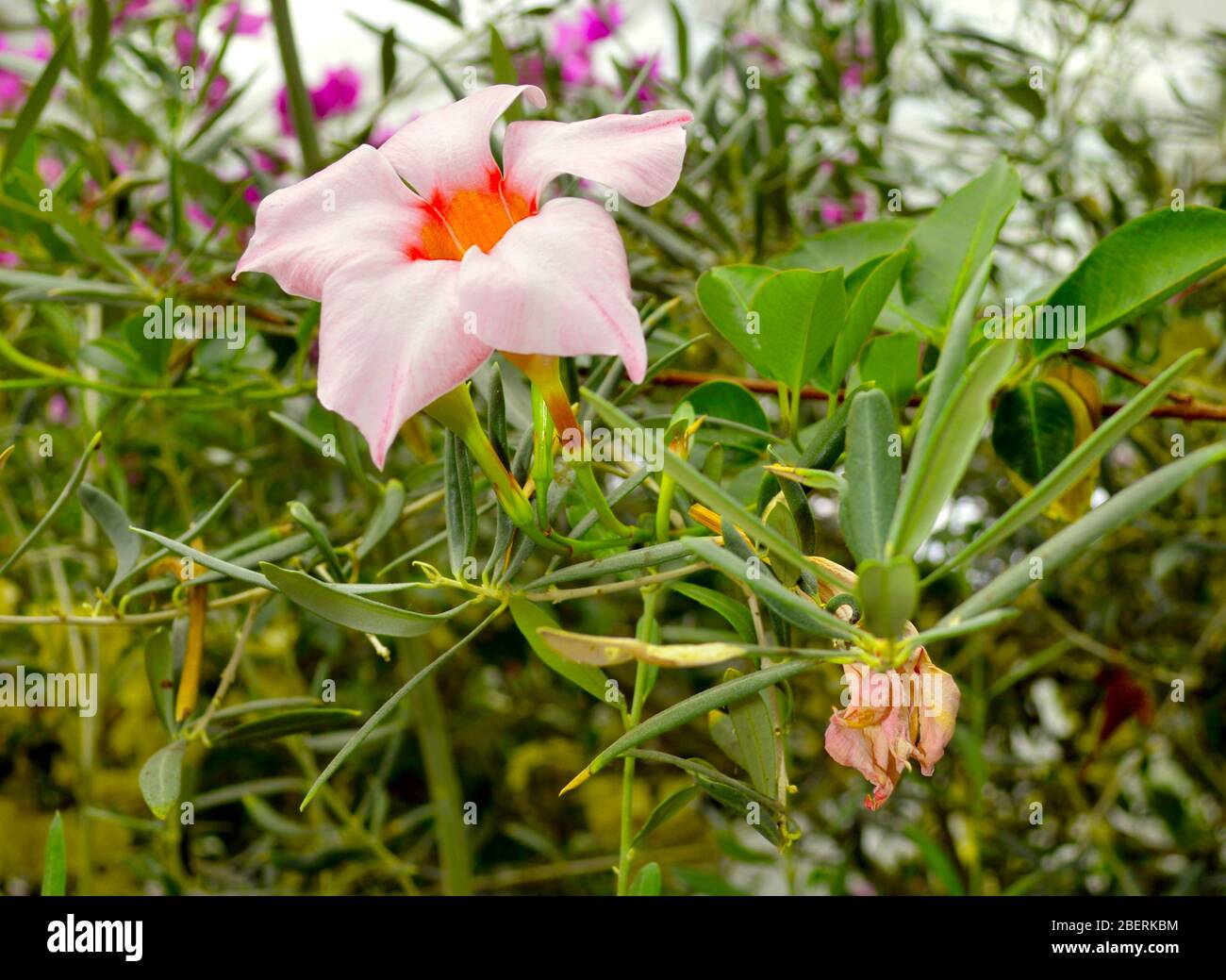 Mandevilla Sundaville Cream Pink flowers Stock Photo