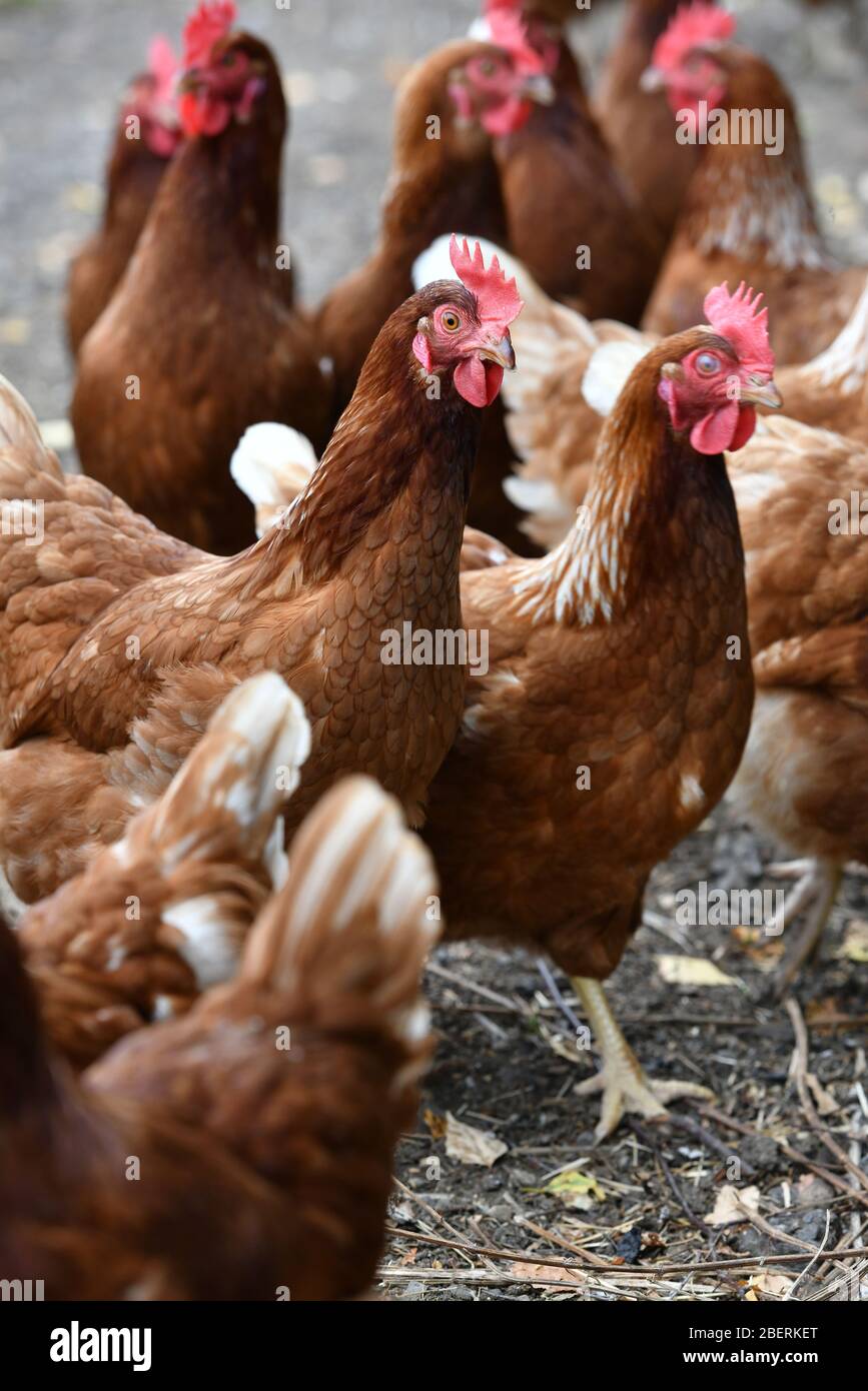 A poultry farmer wearing rubber welly boots walking among a crowd