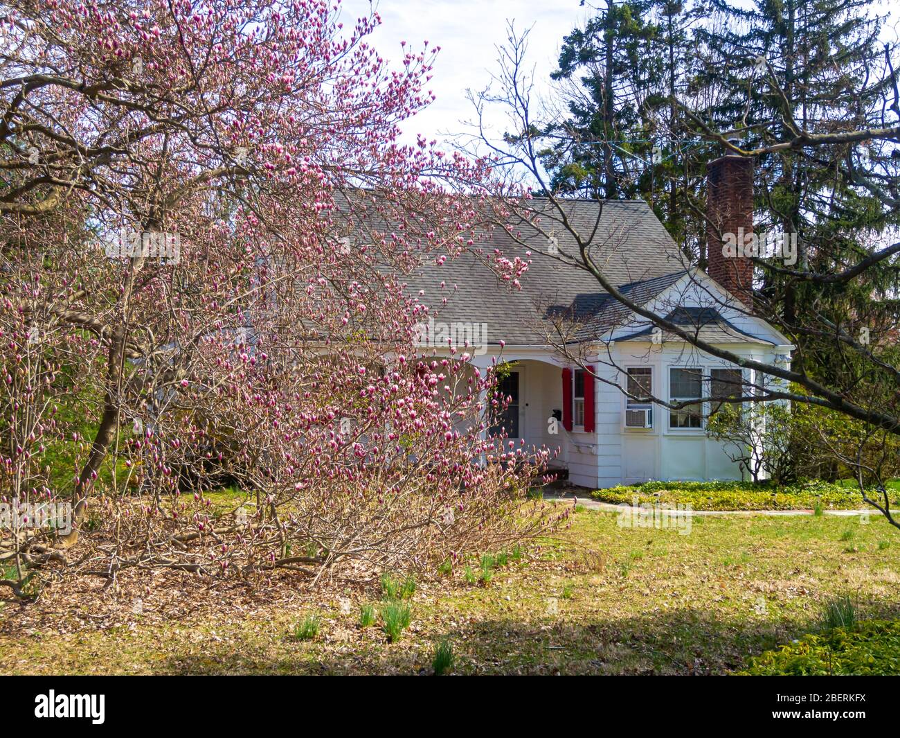 white suburban house with big magnolia tree in the spring in New Jersey Stock Photo