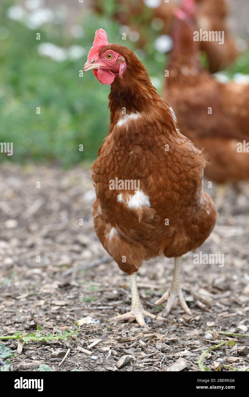 Chicken wellies cheap