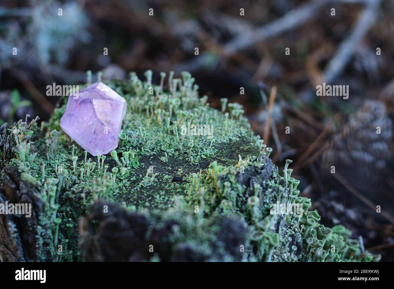 beautiful amethyst on the grass in the forest Stock Photo