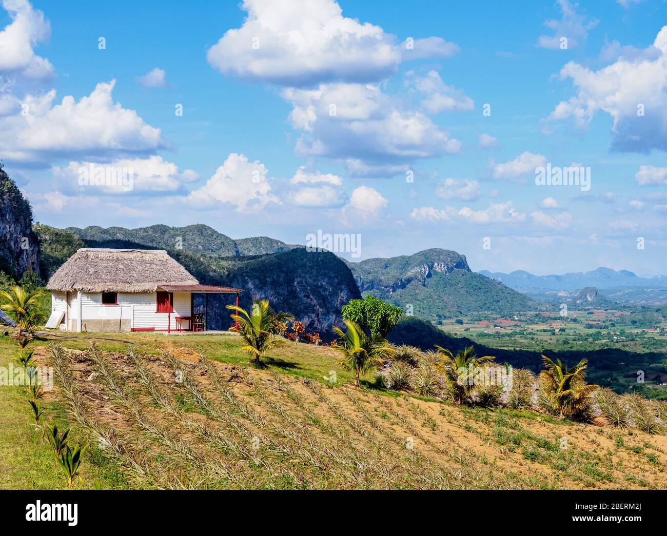 Pineapple Plantation at Los Acuaticos Mount, Vinales Valley, UNESCO