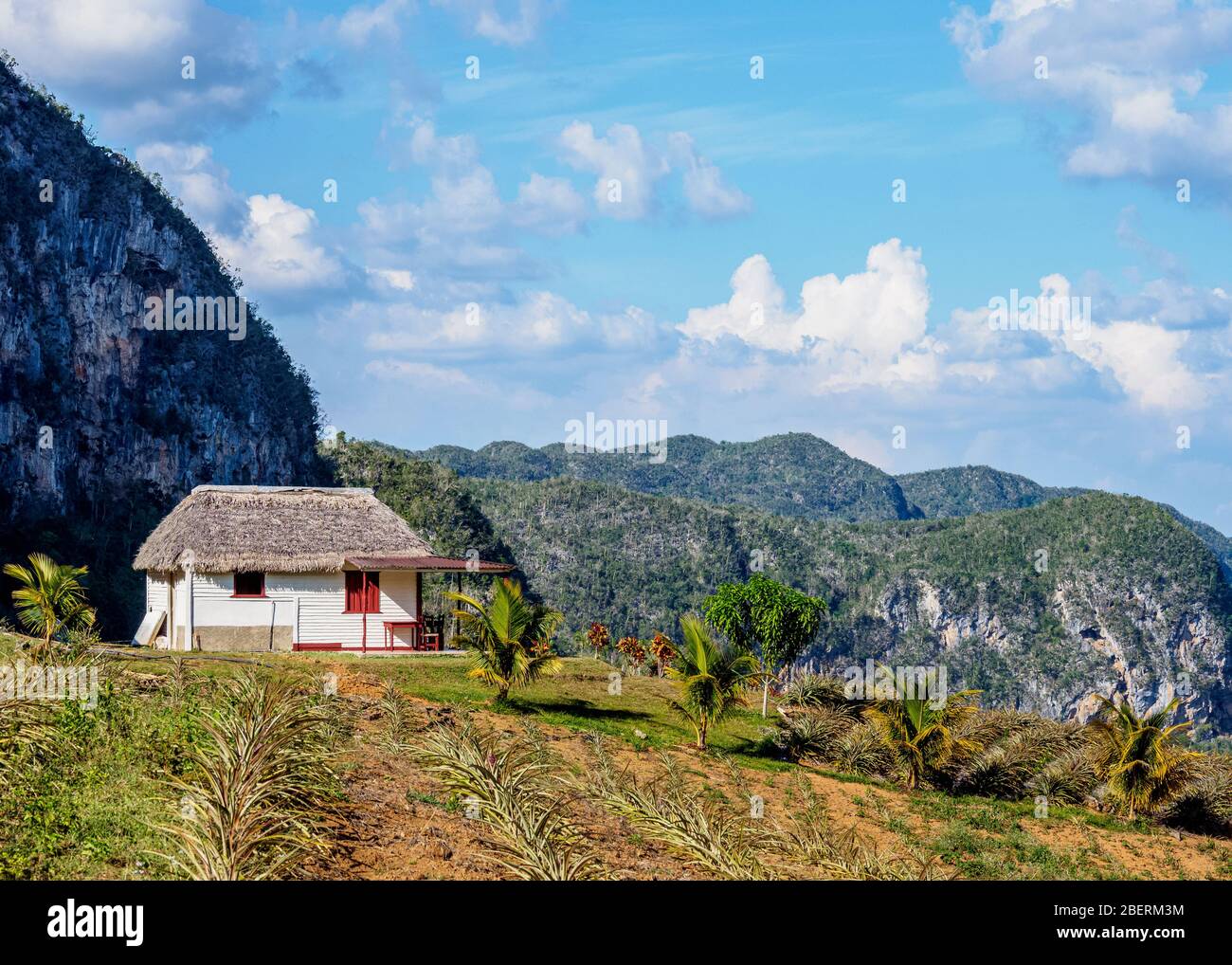 Pineapple Plantation at Los Acuaticos Mount, Vinales Valley, UNESCO
