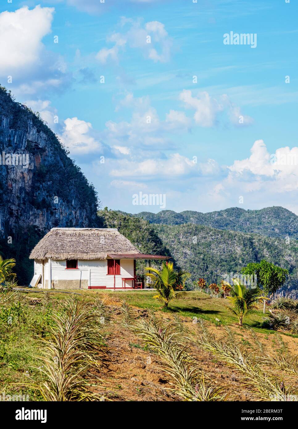 Pineapple Plantation at Los Acuaticos Mount, Vinales Valley, UNESCO