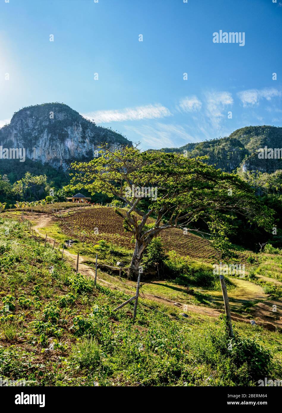 Los Acuaticos Mount, Vinales Valley, UNESCO World Heritage Site, Pinar