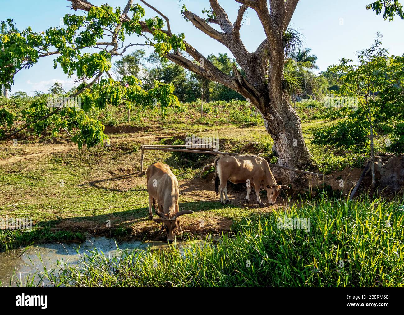 Los Acuaticos Mount, Vinales Valley, UNESCO World Heritage Site, Pinar