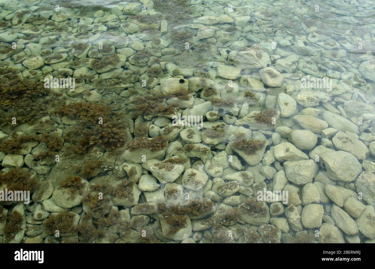 Saving Sea Urchins The Water Clarity Factor You Need To Know - timhiqx
