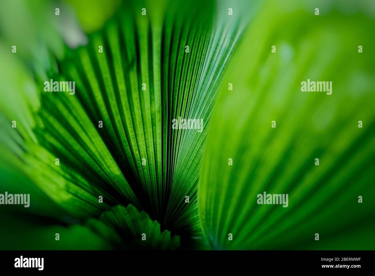 detail of palm trees, cuba Stock Photo