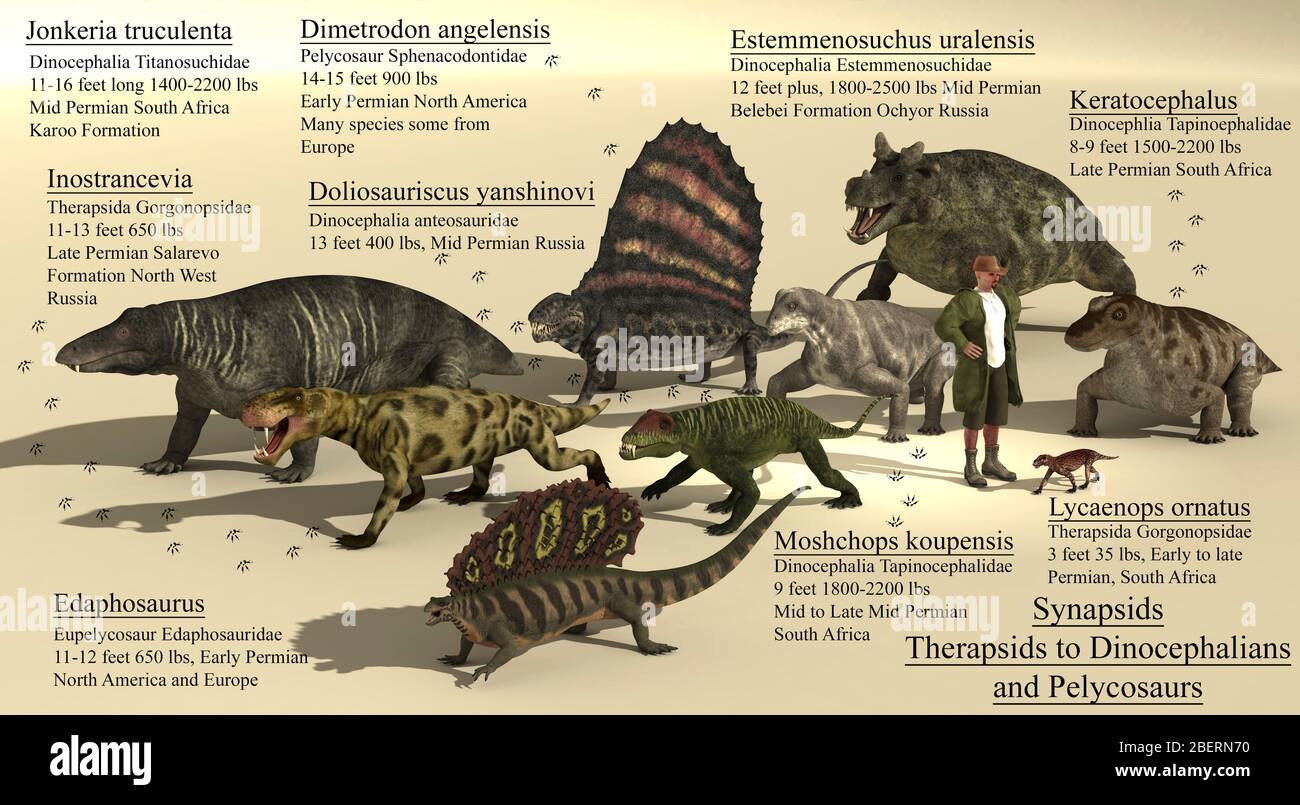 Size reference chart of various synapsids from the Permian geological period. Stock Photo