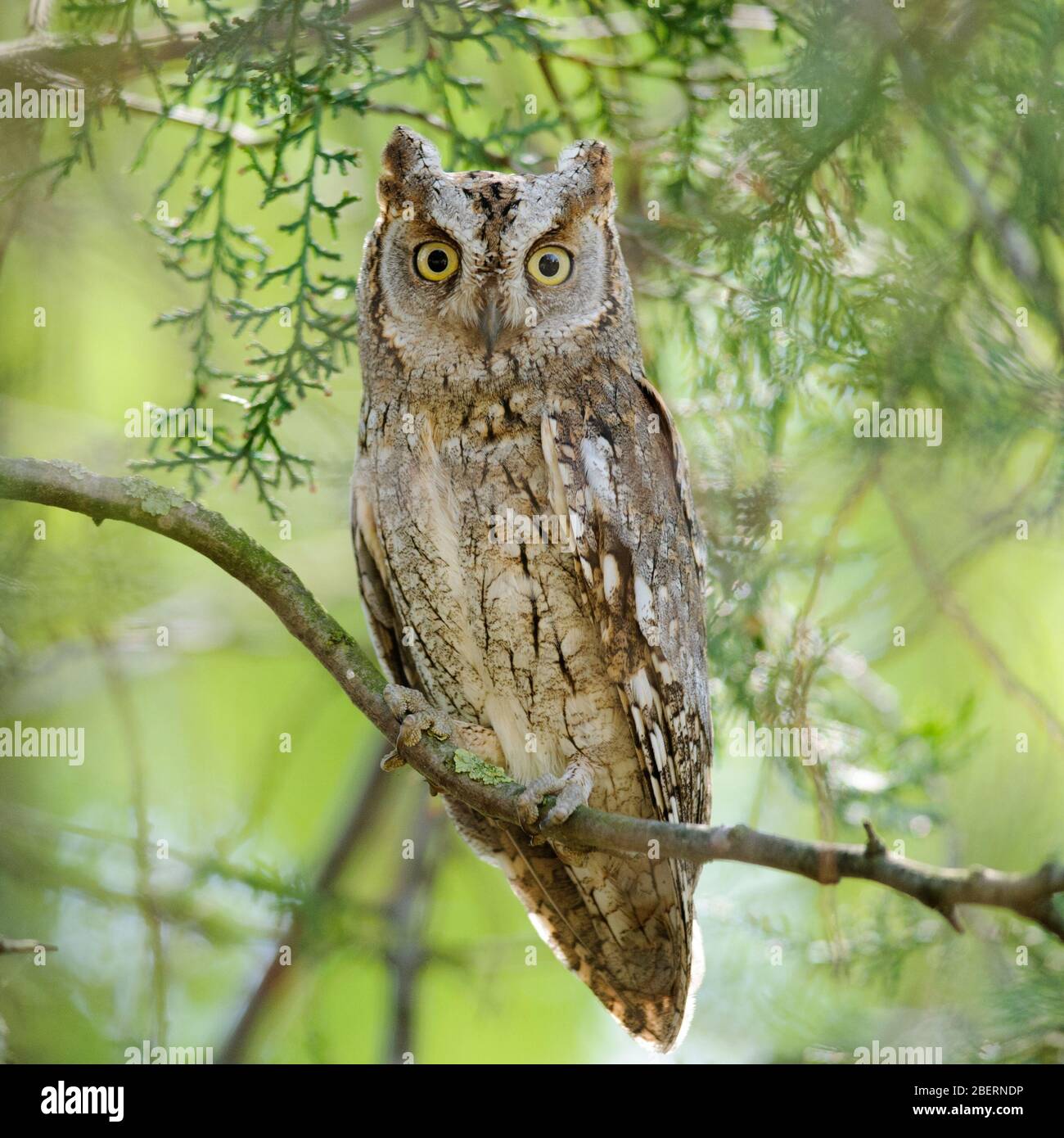 Scops owl sitting in a tree on a beautiful green background. Otus scops. Stock Photo