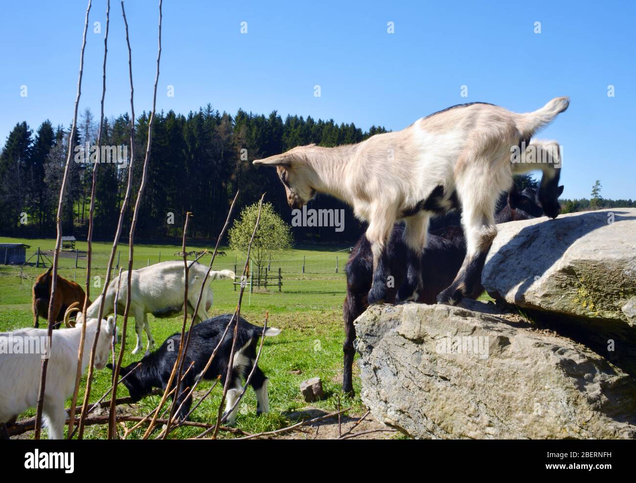 some young goats playing on farm land Stock Photo