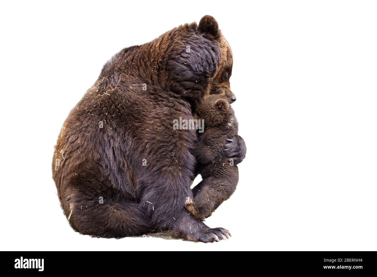 Female brown bear, sitting with a bear cub on a white background. Stock Photo