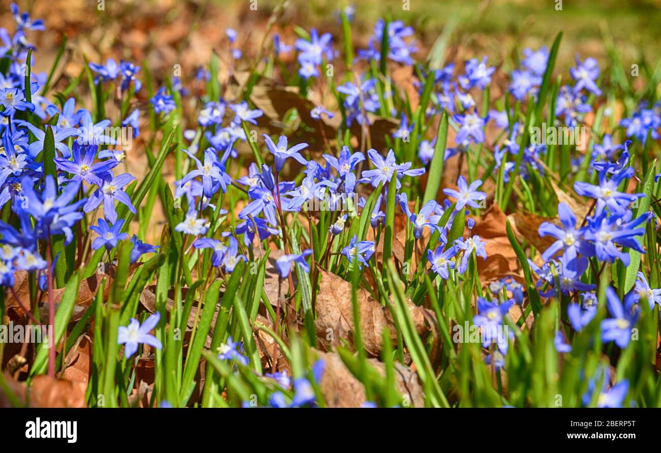 spring Flowers chionodoxa forbesii Stock Photo