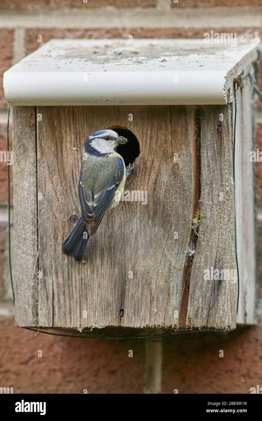 Blue tit at nesting box Stock Photo