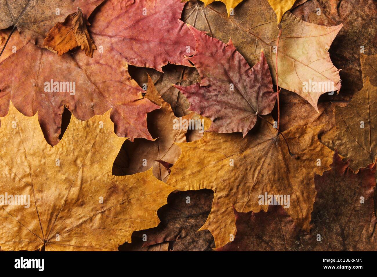 Leaf fall color colorful leaves hi-res stock photography and images - Alamy