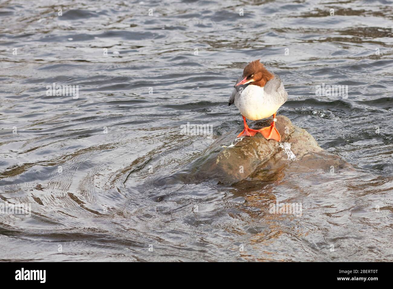 Goosander duck on a stone on the River Kent in Kendal, Cumbria Stock Photo