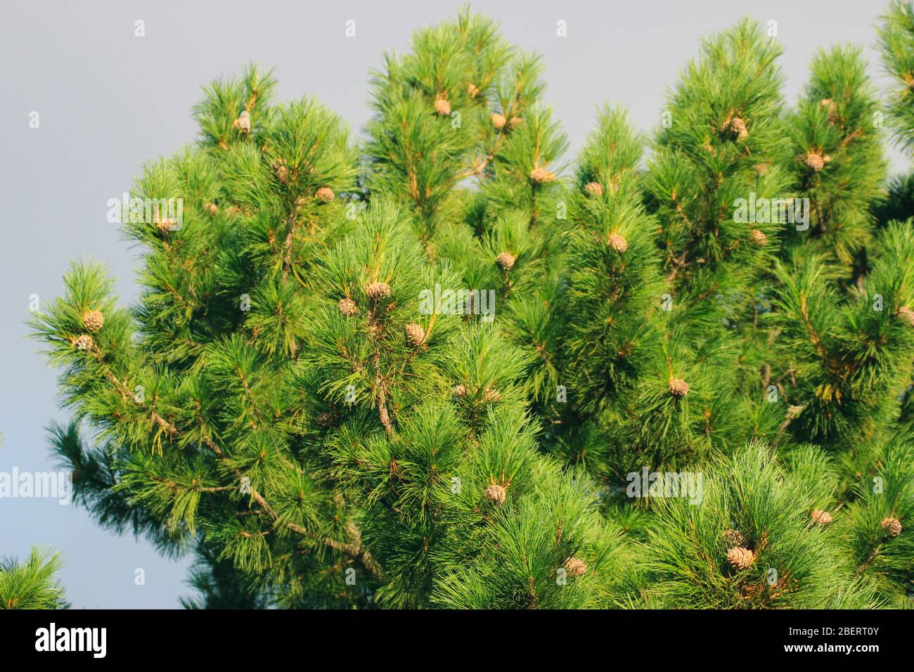 Ripe cedar cones on cedar branches against the sky Stock Photo