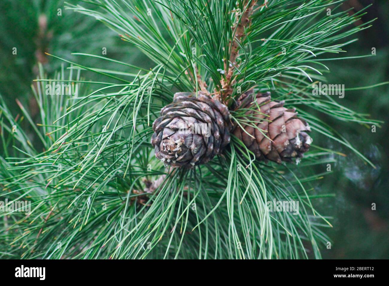 Ripe cedar cones on cedar branches close-up Stock Photo