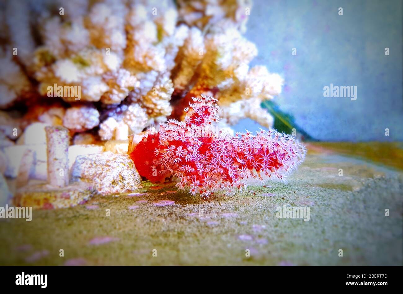 Image showcasing Sponge reef tank hi-res stock photography and images - Alamy