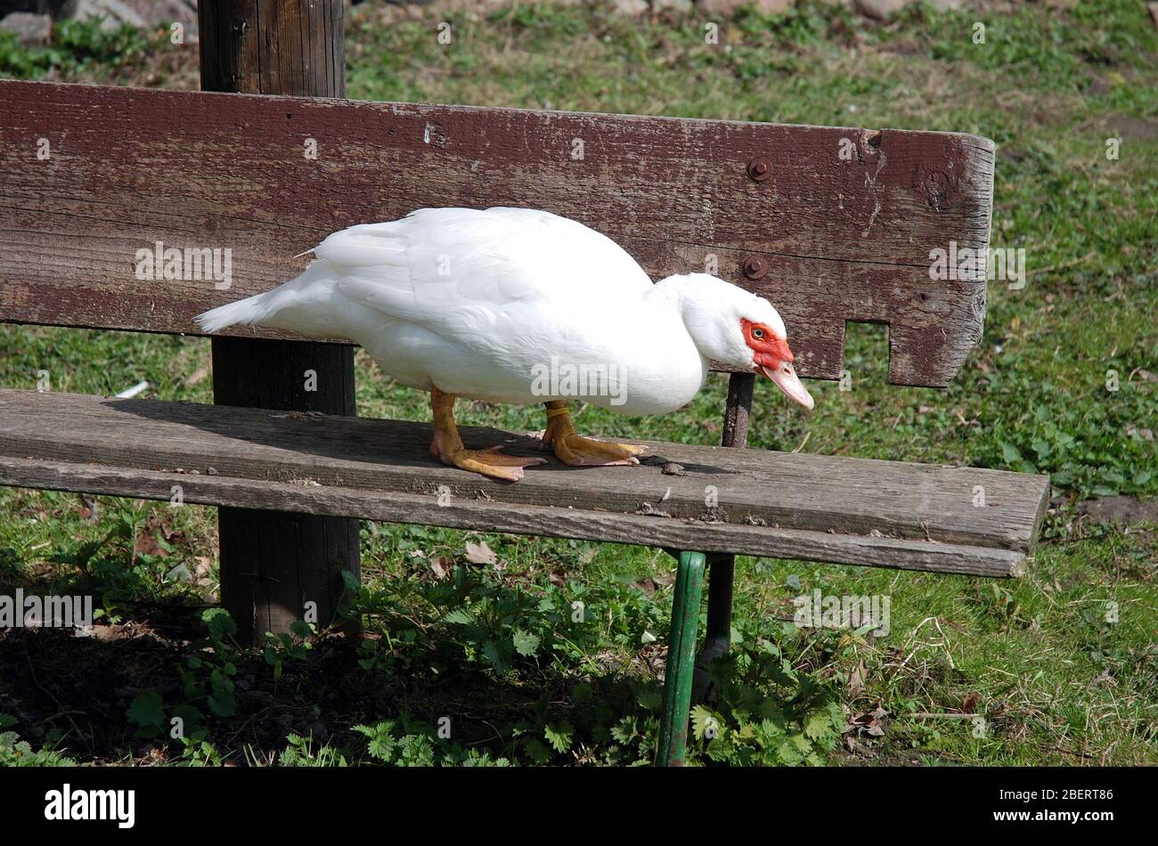 white goose on a bench Stock Photo